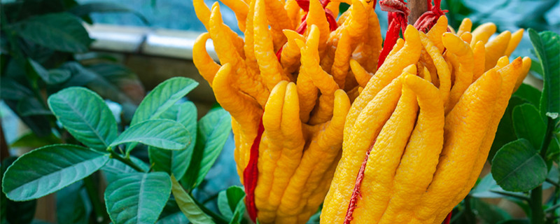 佛手花和佛手有区别吗 佛手的花是什么样子的