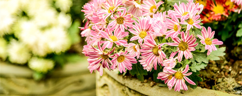 瓜叶菊是一年生还是多年生的 瓜叶菊的寿命