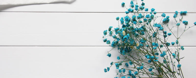 满天星绿色的花语（浅绿色满天星的花语）