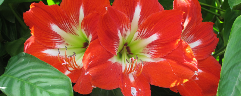 君子兰花期有多长(君子兰花期有多长?)