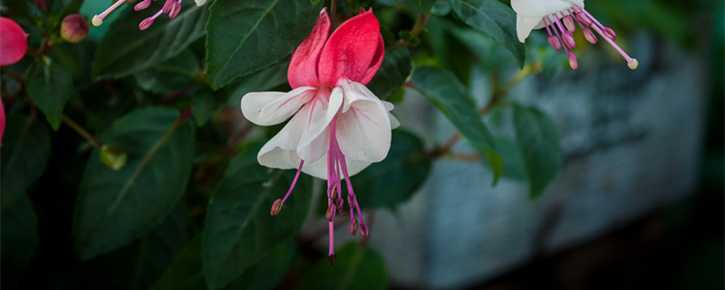 倒挂金钟花语（倒挂金钟花语别名）