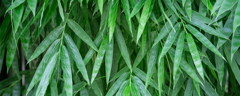 竹柏的寓意 竹柏的寓意和象征