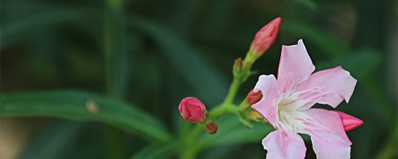 夹竹桃可以在室内养吗（夹竹桃养在家里好吗）