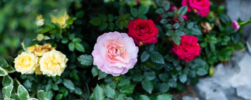 月季花什么时候开花(月季花什么时候开花什么时候不开花)