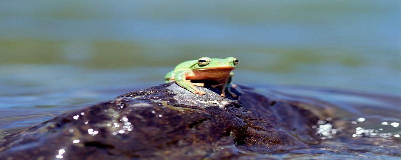 青蛙靠什么呼吸 青蛙的呼吸系统