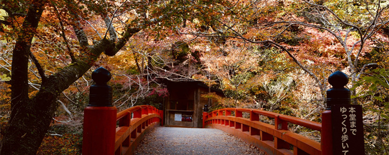 日本红枫的养殖方法和注意事项 日本红枫如何养