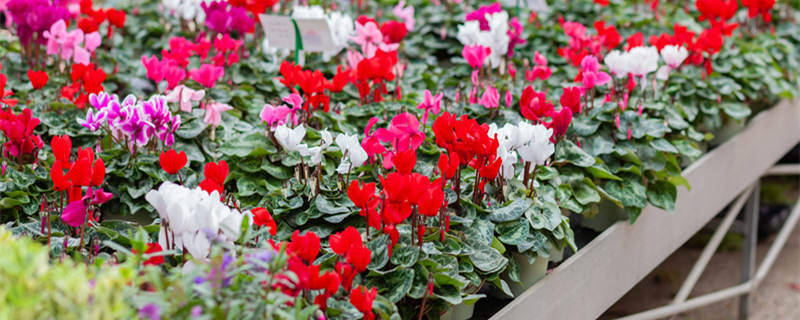 仙客来花期 仙客来花期几天浇一次水