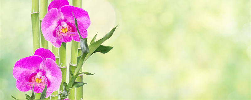 富贵竹的水培方法(富贵竹的水培方法和注意事项)