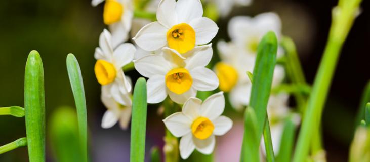 水仙花花语（水仙花花语 骂人）