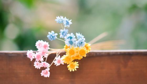 蓝盆花的养殖方法和注意事项（蓝盆花种植方法）