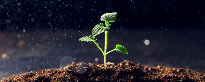 植物有哪些特点（奇异的植物有哪些特点）