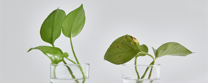 绿萝可以放鱼缸里和鱼一起养吗(绿萝可以放在鱼缸里和鱼一起养吗)