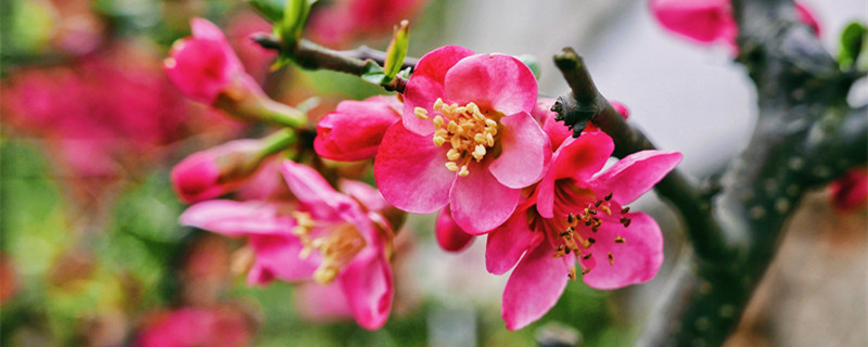 海棠花有几种（海棠花有几种 图片欣赏）