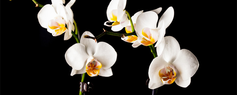 蝴蝶兰的养殖方法(蝴蝶兰的养殖方法和注意事项 盆栽)