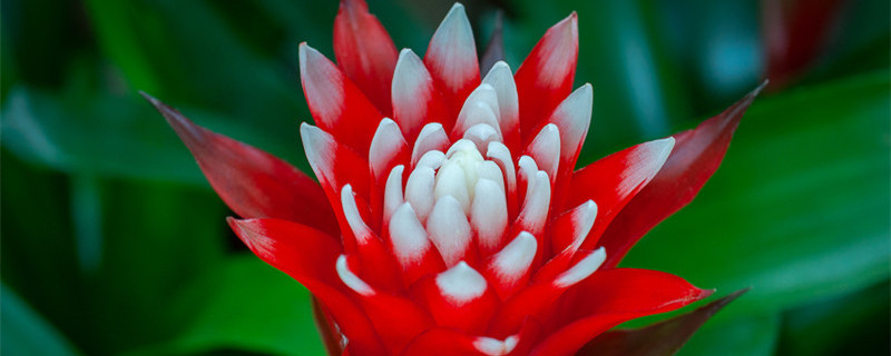 滴水观音养殖方法 滴水观音的养殖方法