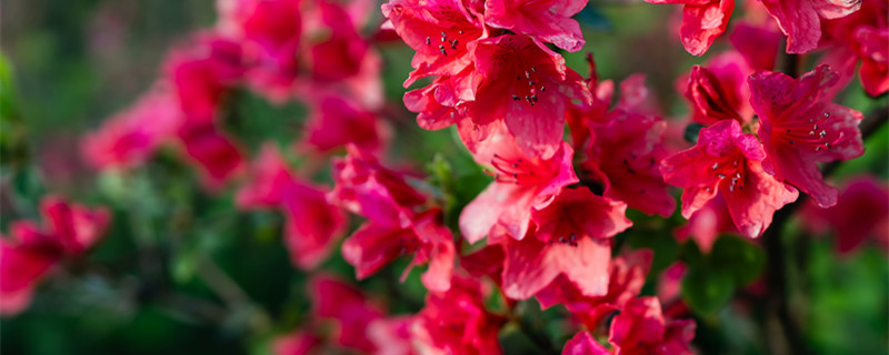 杜鹃花花语 杜鹃花花语是什么意思