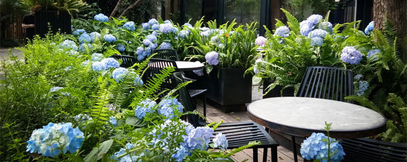 5月开花的植物有哪些 5月份开花的植物