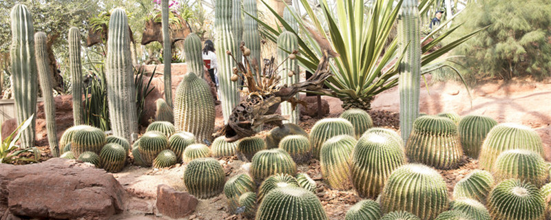 喜欢阳光的植物盆栽(喜欢阳光的植物盆栽室外)