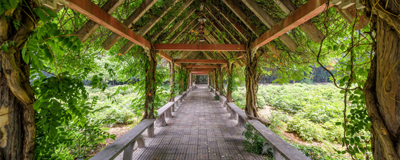 珊瑚藤的养殖方法和注意事项 珊瑚藤适合盆栽吗