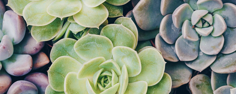 广寒宫多肉怎么养（广寒宫多肉怎么养长大快）