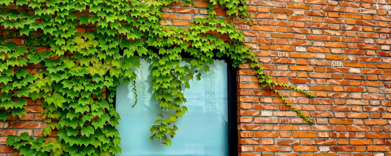 爬山虎是什么植物（爬山虎是什么植物图片）