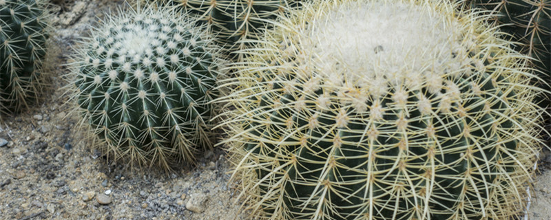 仙人球开花是什么兆头（仙人球开花是什么兆头能放在家里养吗）