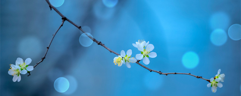 桃花在哪个季节开（桃花在哪个季节开放）