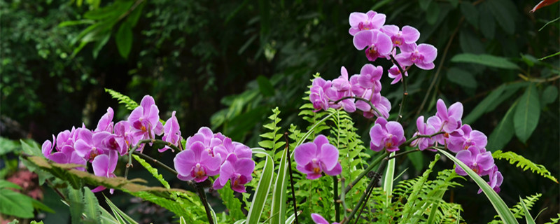 蝴蝶兰的花语和寓意（紫色蝴蝶兰的花语和寓意）