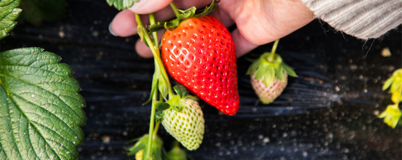 草莓怎么只长藤不结果 草莓为啥不开花只长藤