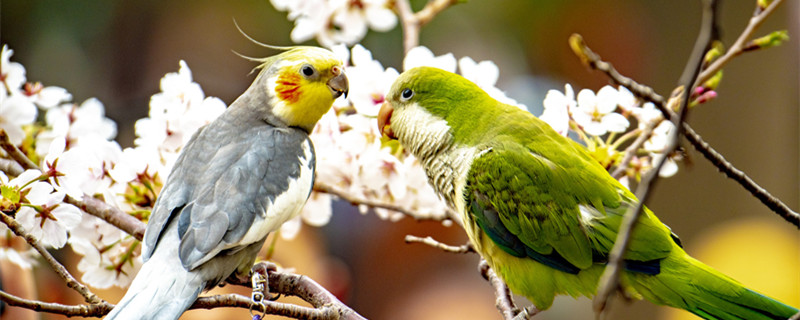 玄凤鹦鹉怎么训练说话（玄凤鹦鹉怎么训练说话?）