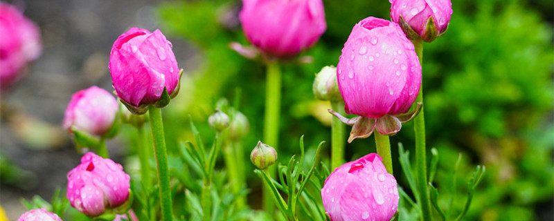 花毛茛种球种植方法（花毛茛种球种植方法(图）