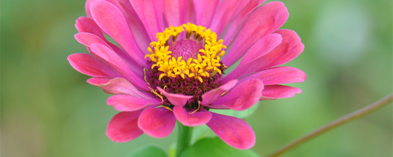 百日草种植方法 百日草种植方法和管理技术