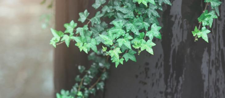 常青藤的养殖方法（水培常春藤的养殖方法）