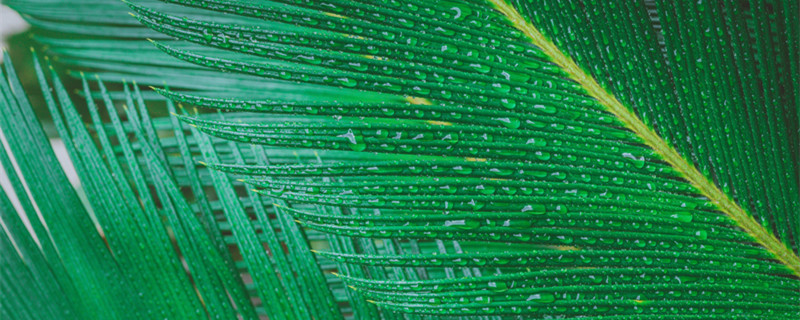 铁树球茎没根能活吗(铁树的球茎没有长叶,能活吗)