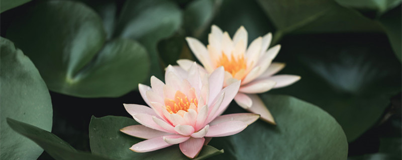 睡莲什么时候开花（睡莲什么时候开花(一天的时间内）