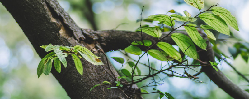 巴西木开花的传说 巴西木开的花图片