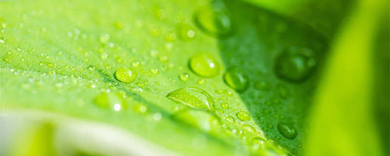 碧玉养殖方法及注意事项（碧玉的养殖方法）