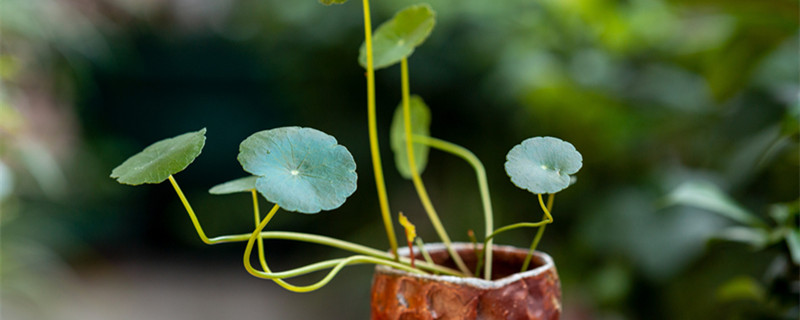 铜钱草喜阴还是喜阳(铜钱草喜阴还是喜阳植物)