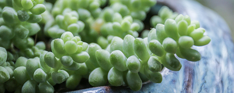 佛珠吊兰的养殖方法（佛珠吊兰的养殖方法和注意事项植物之家）