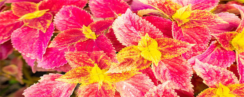 彩叶草的养殖方法和注意事项 金边彩叶草的养殖方法和注意事项