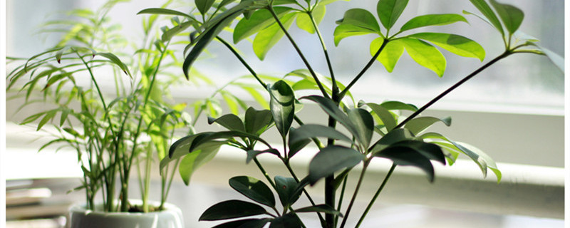 一米高的发财树每次浇多少水 一米多的发财树怎么浇水