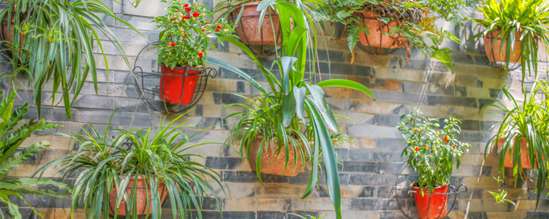 兰花的品质和象征意义 兰花的品格寓意