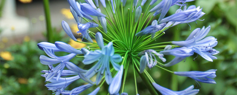 君子兰寓意（办公桌上摆放君子兰寓意）