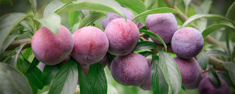 李子怎么种植李子核（怎样用李子核种李子树）