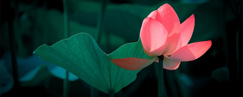 莲花怎么养盆栽水培（水莲花怎么养盆栽水培叶子干）