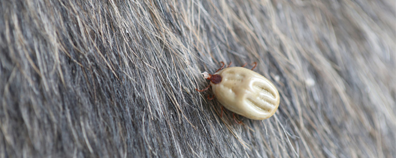 家里有潮虫怎么除掉 家里的潮虫怎么去除