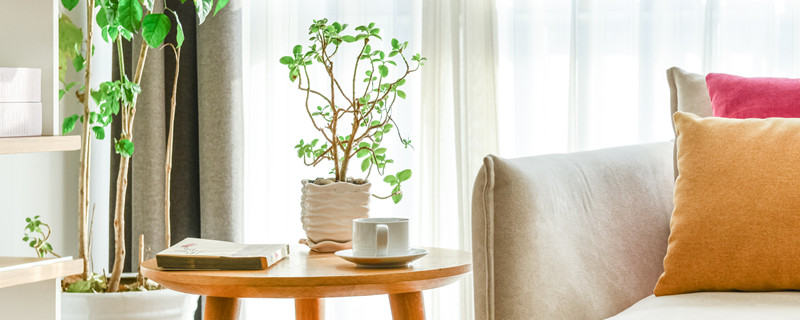 六月雪盆景怎么养(六月雪盆景怎么养开花)