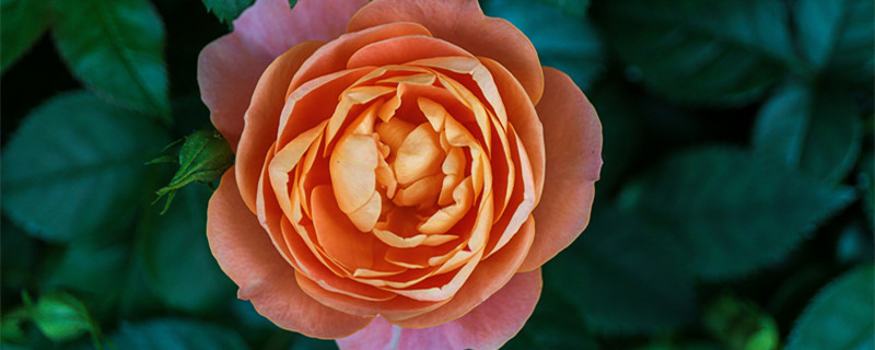 月季黄叶黑斑怎么处理 月季叶子发黄长黑斑怎么治