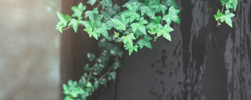 常春藤是什么花（常春藤是什么花?室内可以养吗?）