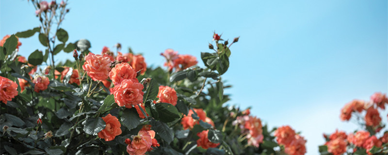 月季花开败了怎样处理 月季花花败后怎么养护